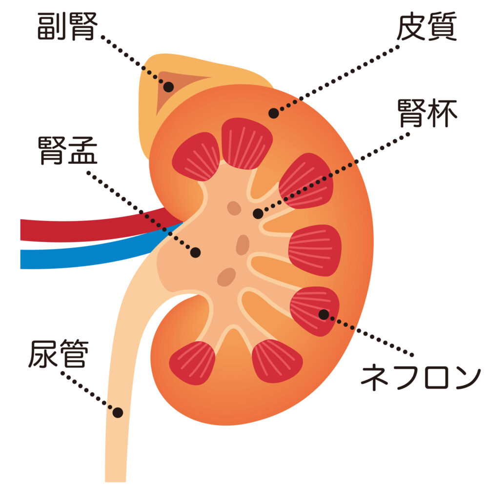 副腎疲労症候群